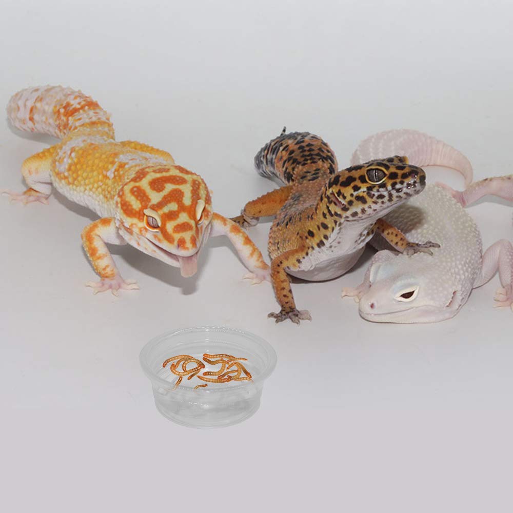 Coupes Gecko 0,5 oz SLSON dimensions top et bottom