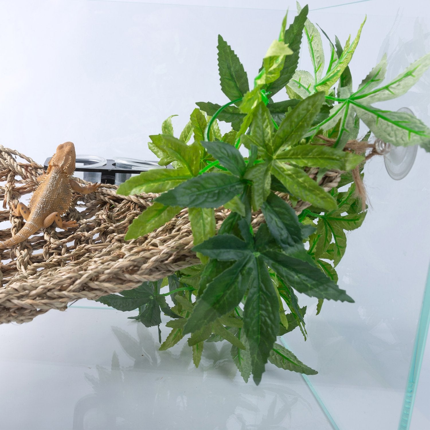 SLSON plante idéale pour reptiles comme dragon barbu