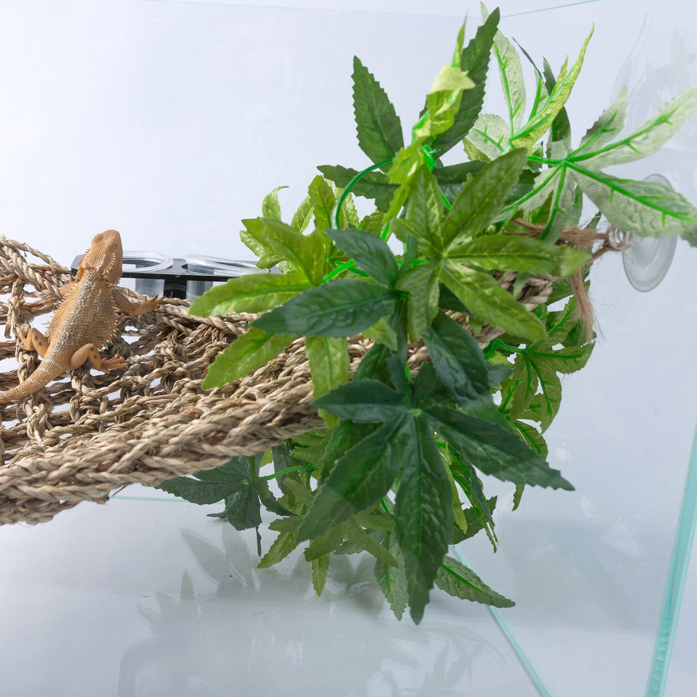 SLSON plante idéale pour reptiles comme dragon barbu
