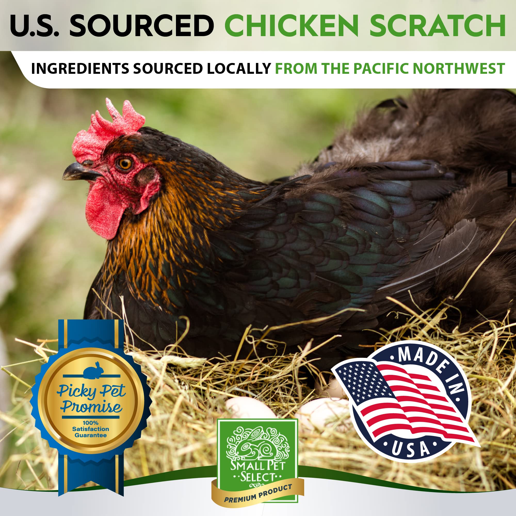 Élevage de poules utilisant le scratch pour équilibre alimentaire