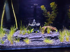 Small World Slate & Stone : ardoise pour aquariums et terrariums, décor polyvalent.