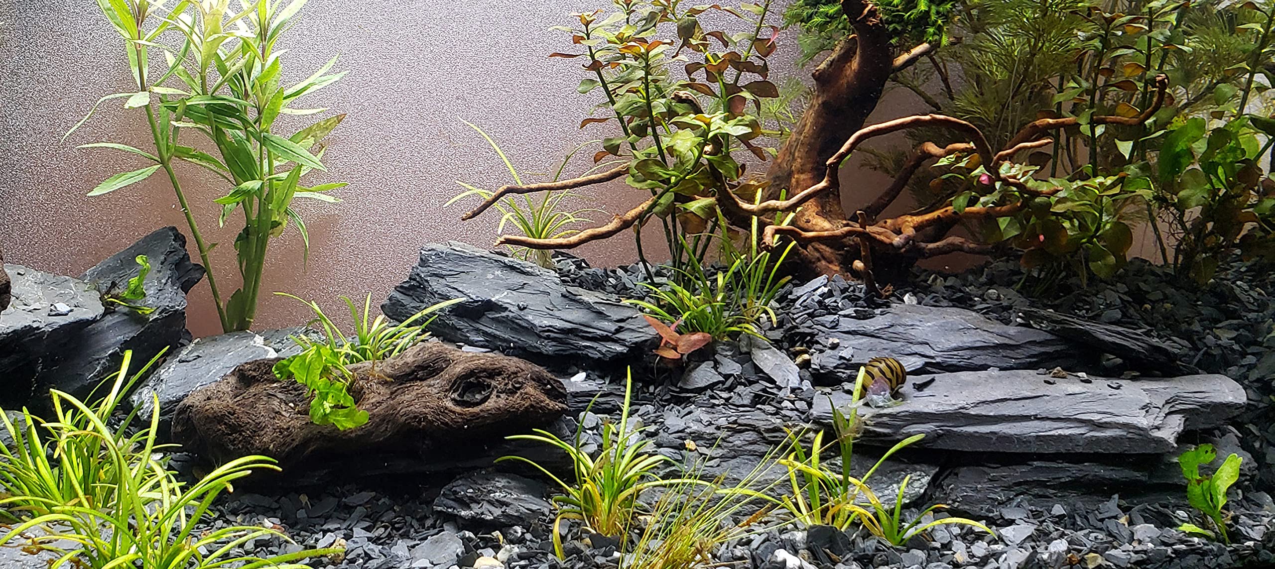 Small World Slate & Stone – cavernes en ardoise, parfaites pour paludarium