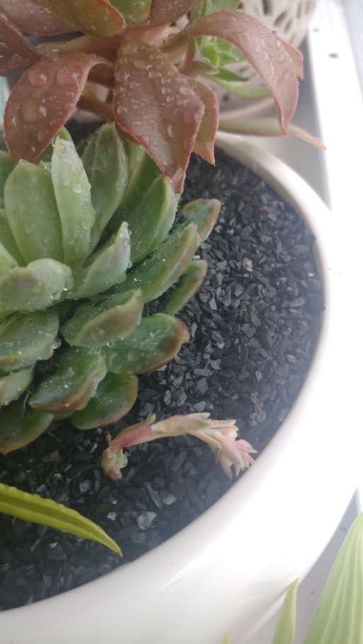 Small World Slate & Stone topper-bonsai-succulentes, couvre-sol naturel pour plantes en pot.