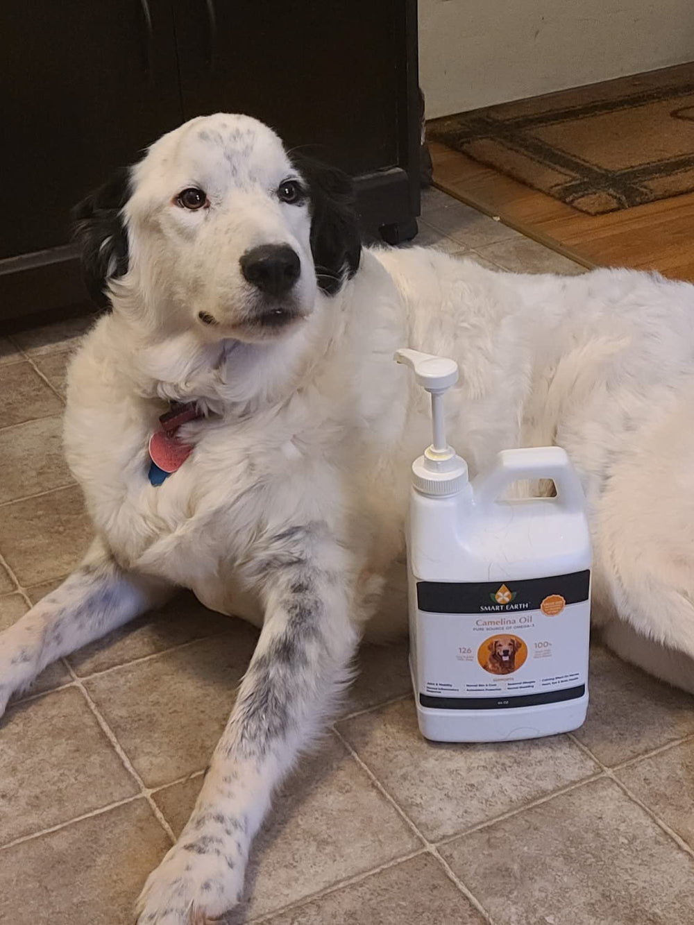 Smart Earth huile camelina pour chien – soutien immunitaire et antioxydants.