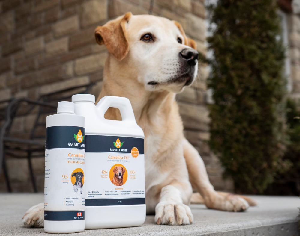 Smart Earth huile camelina pour chien – pelage brillant et condition du poil.