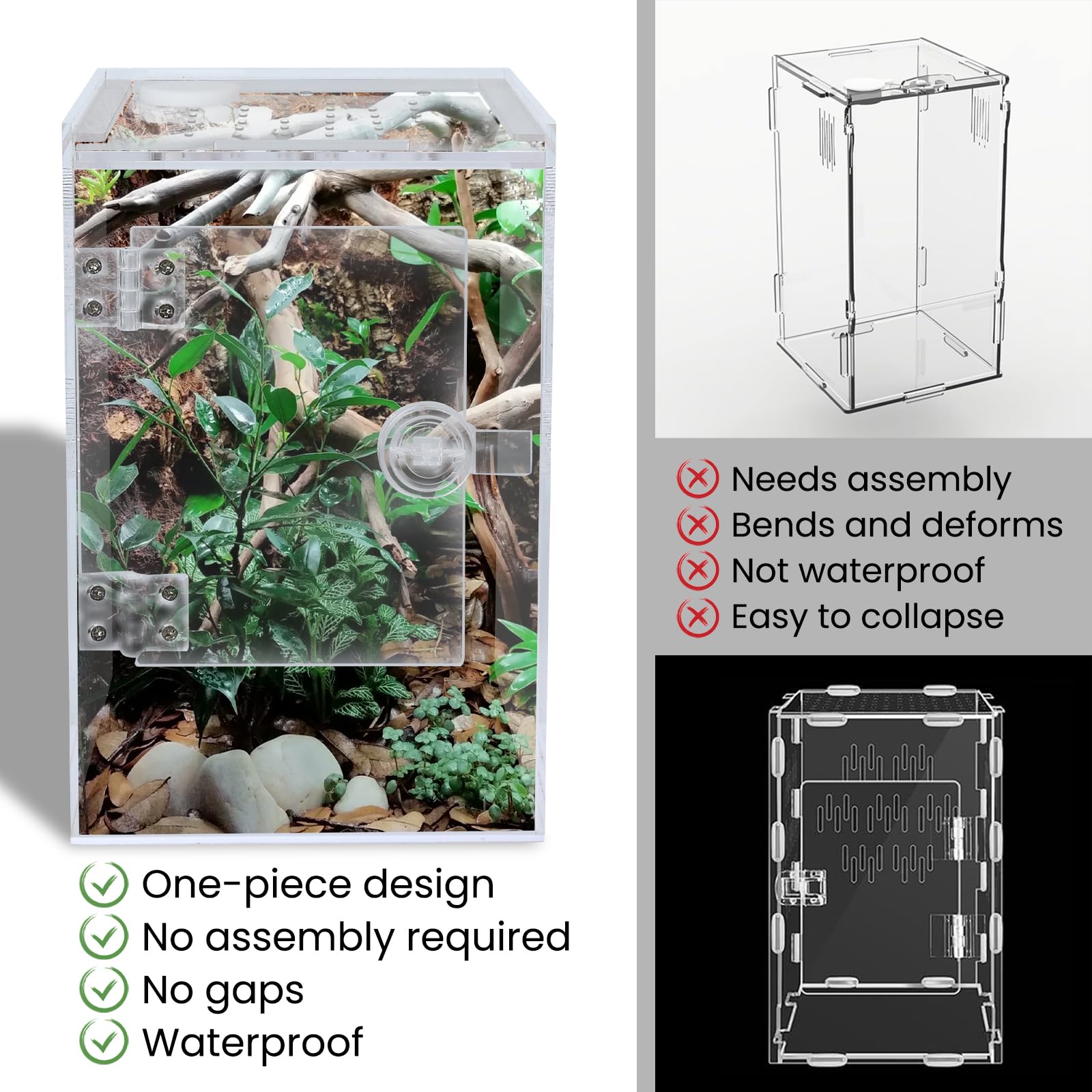 Smartang enclos tarentule arboricole – vue 360° pour observer le comportement.