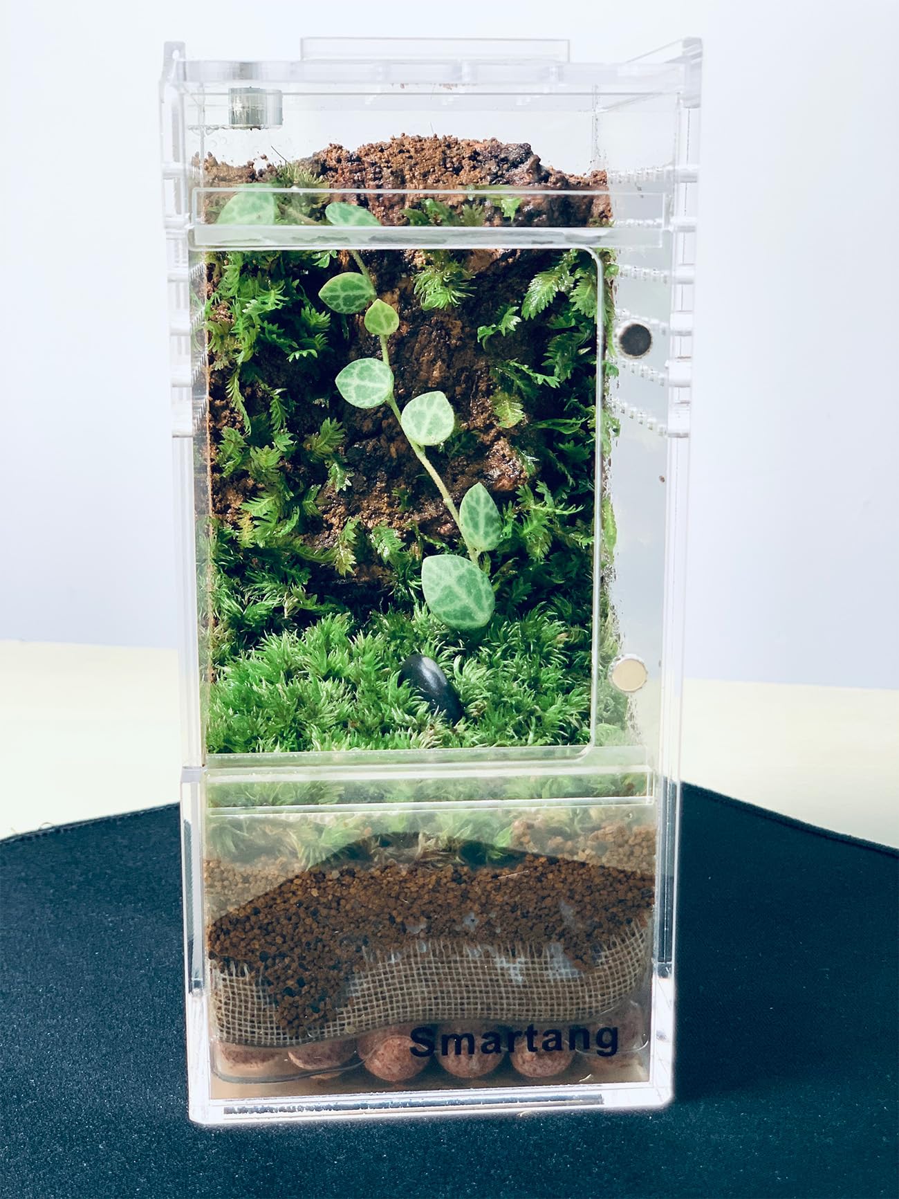 Terrarium Smartang haute transparence pour vue claire.