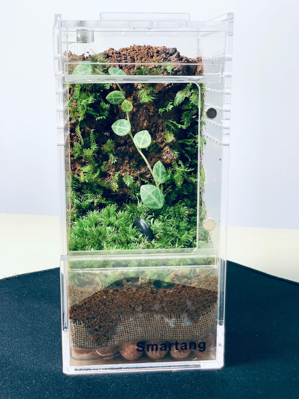 Terrarium Smartang haute transparence pour vue claire.