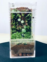 Terrarium Smartang haute transparence pour vue claire.