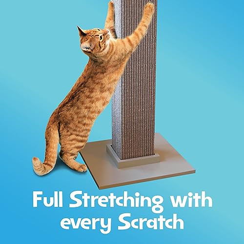 SmartCat chat utilisant post-grattoir gris illustre exercice et bien-être au quotidien.