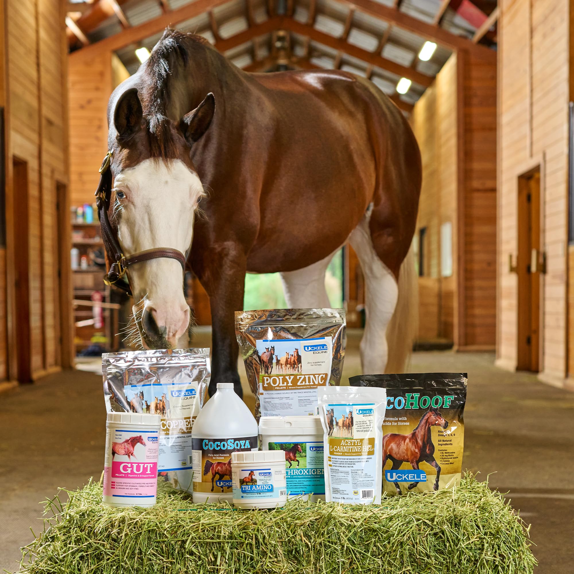 SmartEquine CocoHoof – ingrédients illustrés soulignant les nutriments pour les sabots.