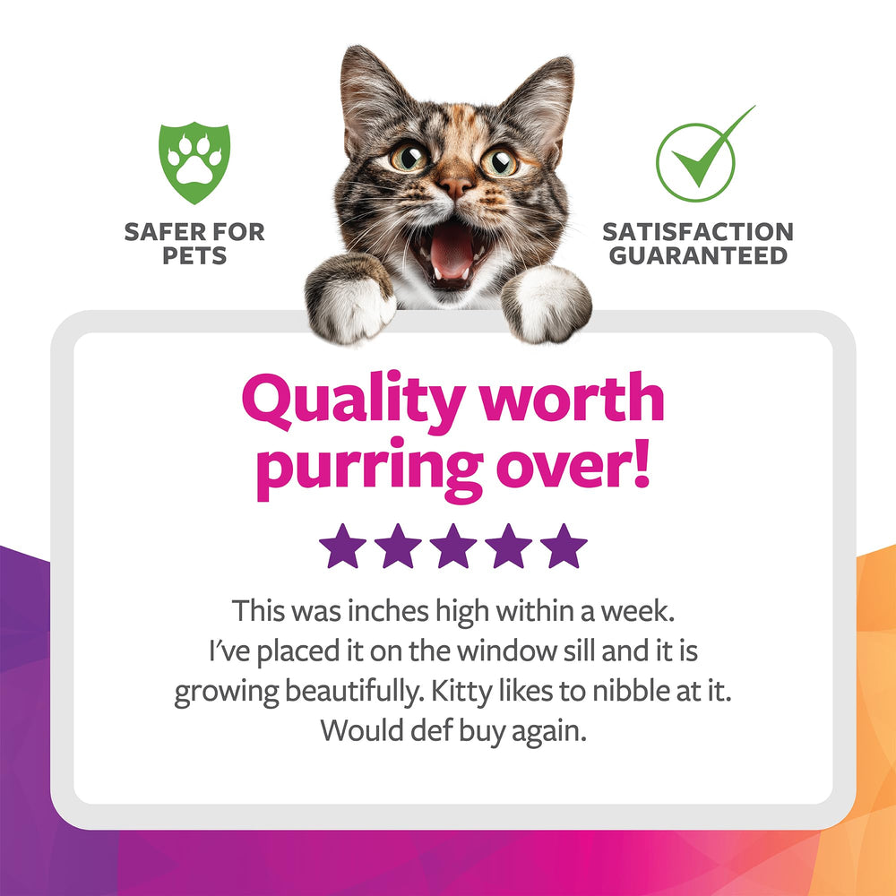 SmartyKat-chat-grignote-herbe-bio, alternative sûre pour grignotage quotidien.