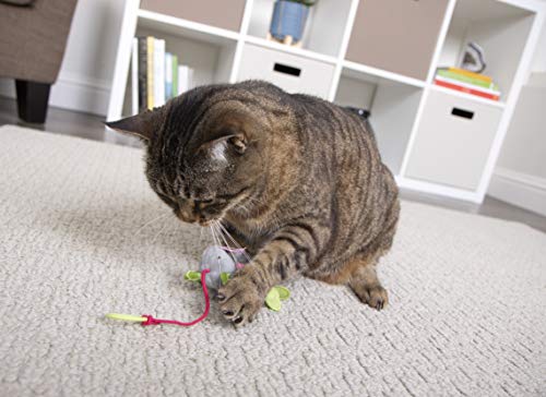 SmartyKat couleur multicolore attire l’attention du chat lors du jeu