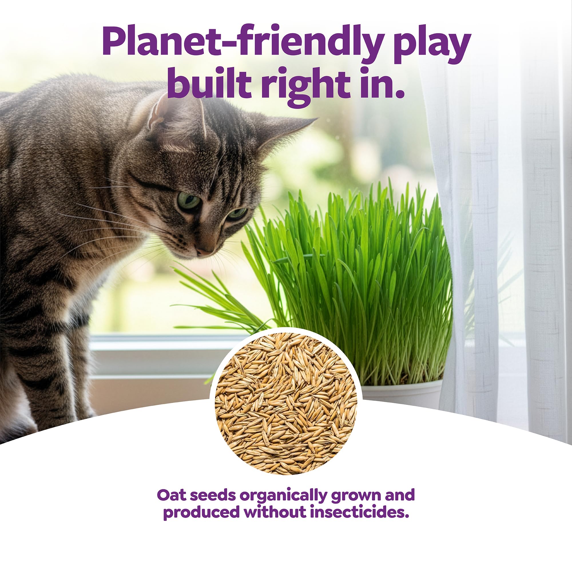 SmartyKat-germe-herbe-chat-en-croissance, pousse rapide et snack naturel.