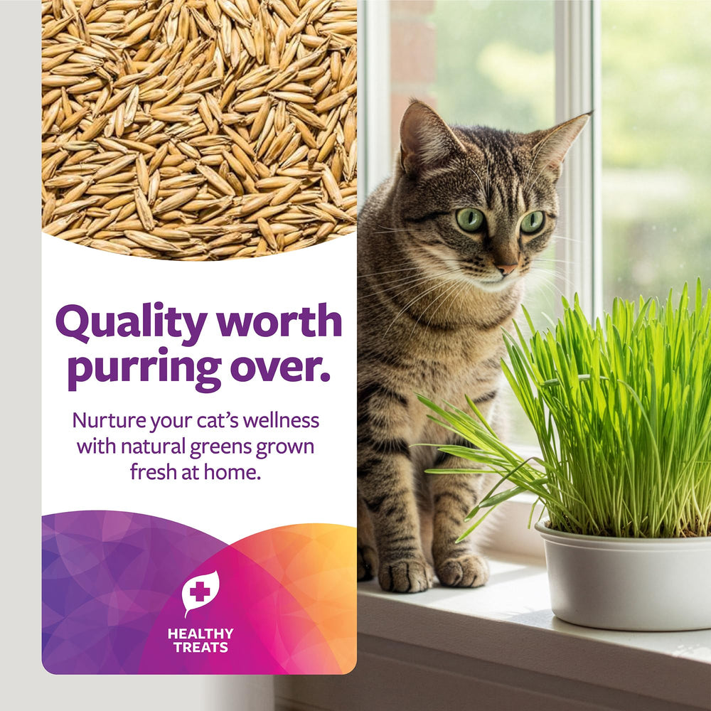 SmartyKat-semences-avoine-bio-chat, graines nourrissantes pour digestion naturelle.