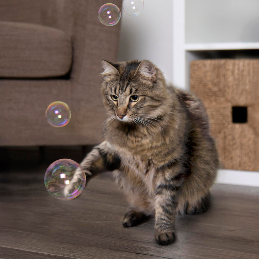 Moment de jeu partagé avec SmartyKat Bubble Nip.