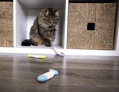 Jouet multicolore SmartyKat poisson-flcrissant, parfait pour chasse et exploration.