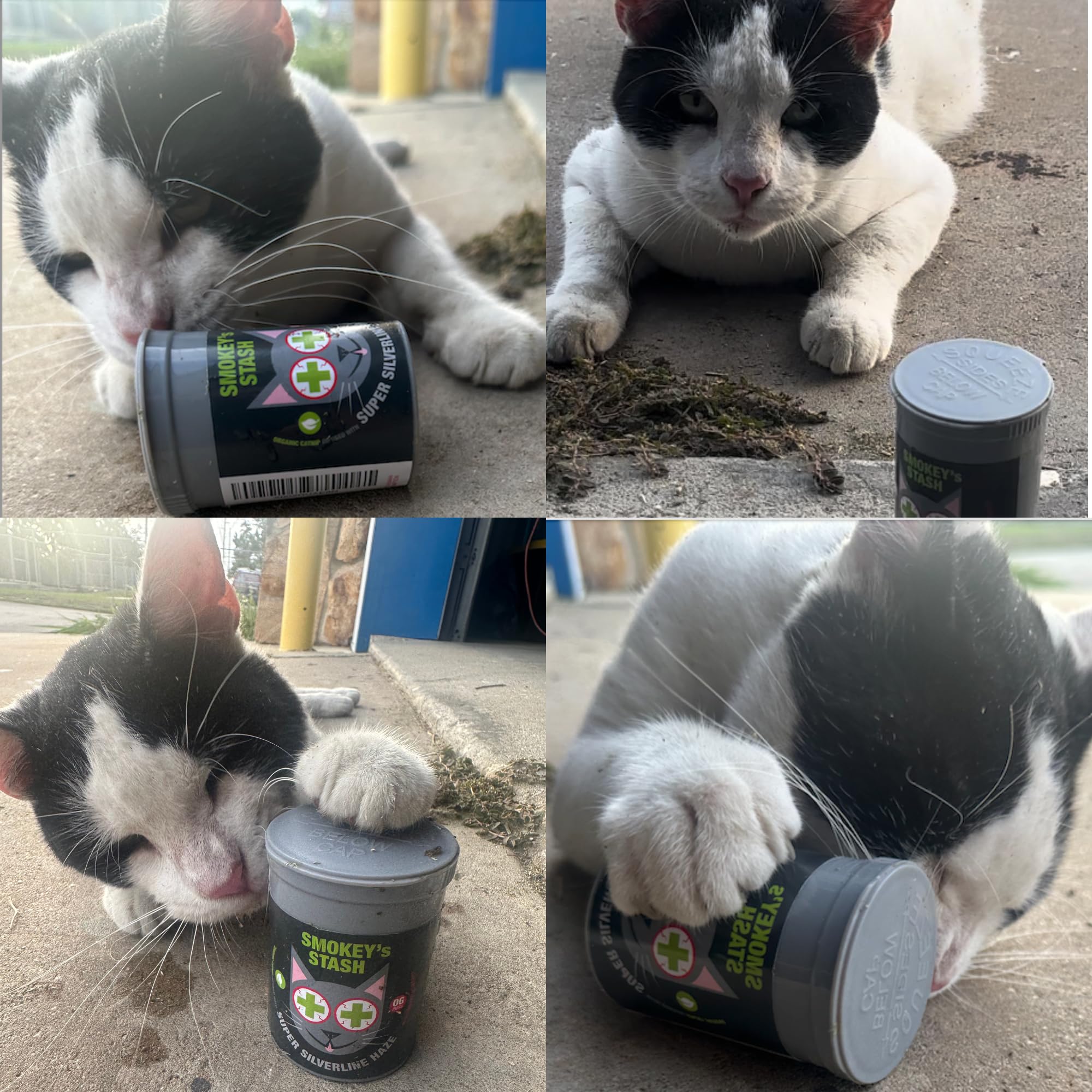 Smokey's Stash Silvervine Haze – utilisation sur tapis pour stimuler l’activité.