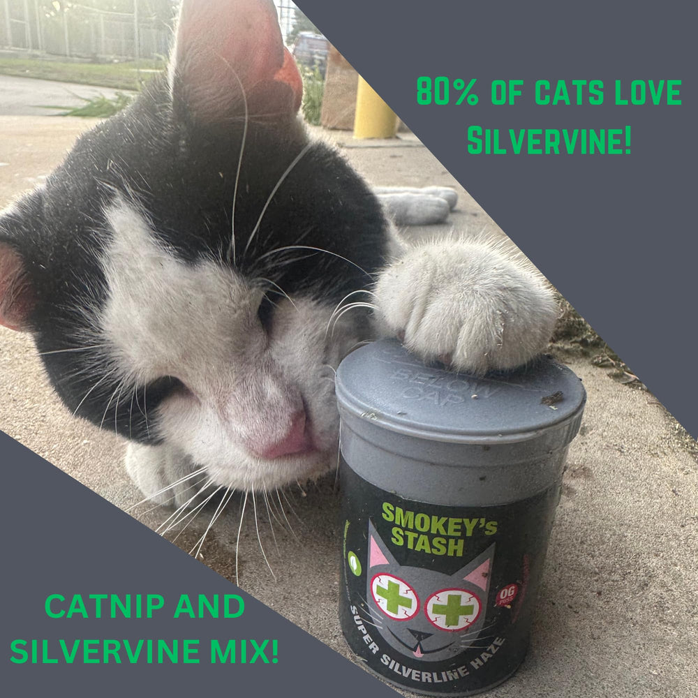 Smokey's Stash Silvervine Haze – feuilles d'herbe à chat biologique pour stimulation naturelle.
