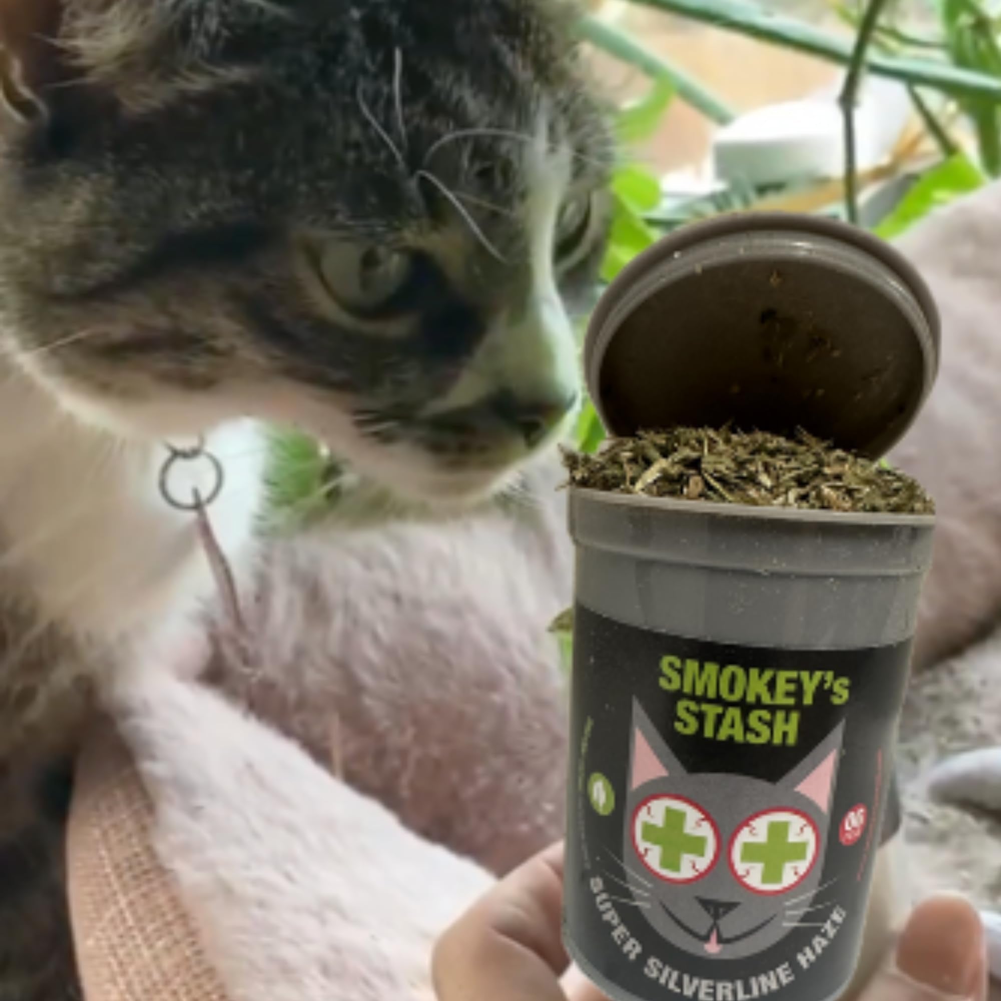 Smokey's Stash Silvervine Haze – poudre de silvervine favorisant les réactions ludiques.