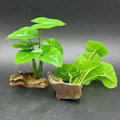 Cache-poisson Smoothedo-Pets pour zones de repos