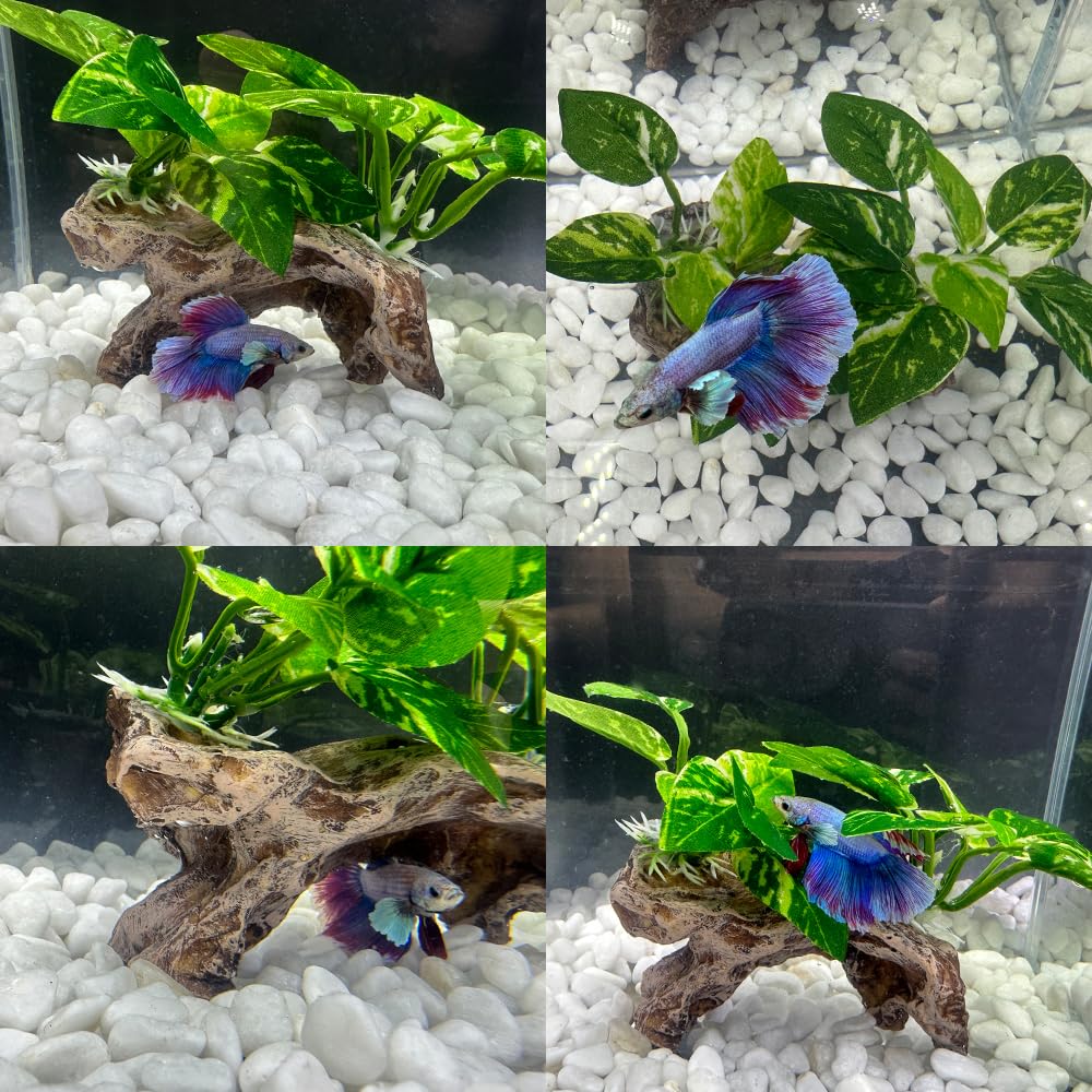 Smoothedo-Pets décoration complète pour aquarium, style harmonieux et naturel