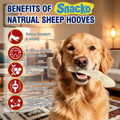 Snacko sabots d’agneau – arôme viande apprécié lors des séances d’entraînement.