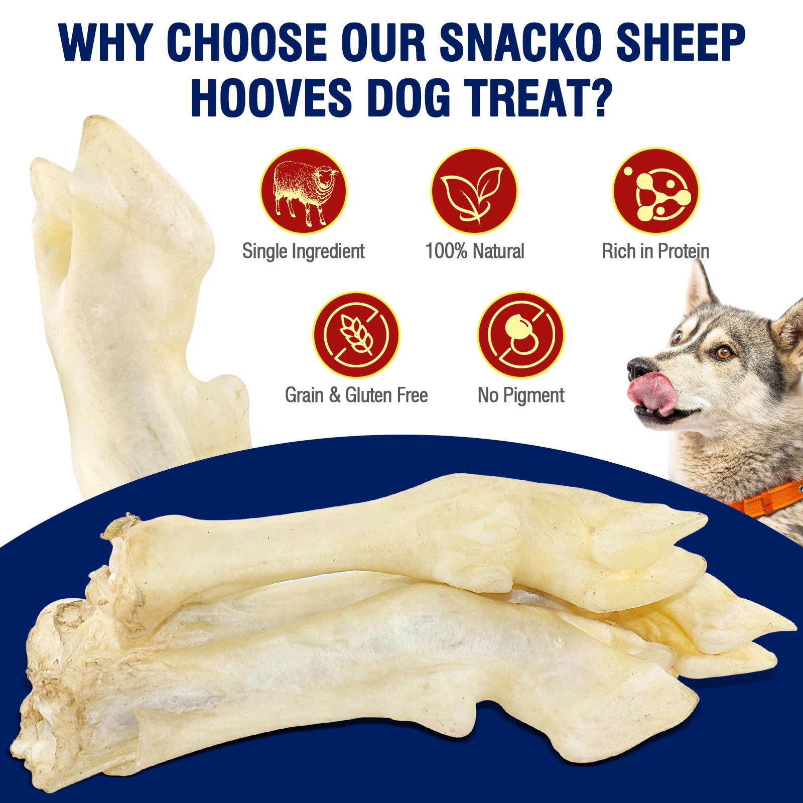 Snacko sabots d’agneau – gros plan sur la mastication et l’engagement.