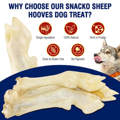 Snacko sabots d’agneau – gros plan sur la mastication et l’engagement.