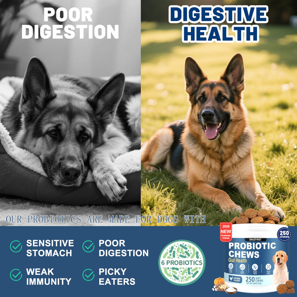 Relief potentiel pour diarrhée et constipation chez le chien