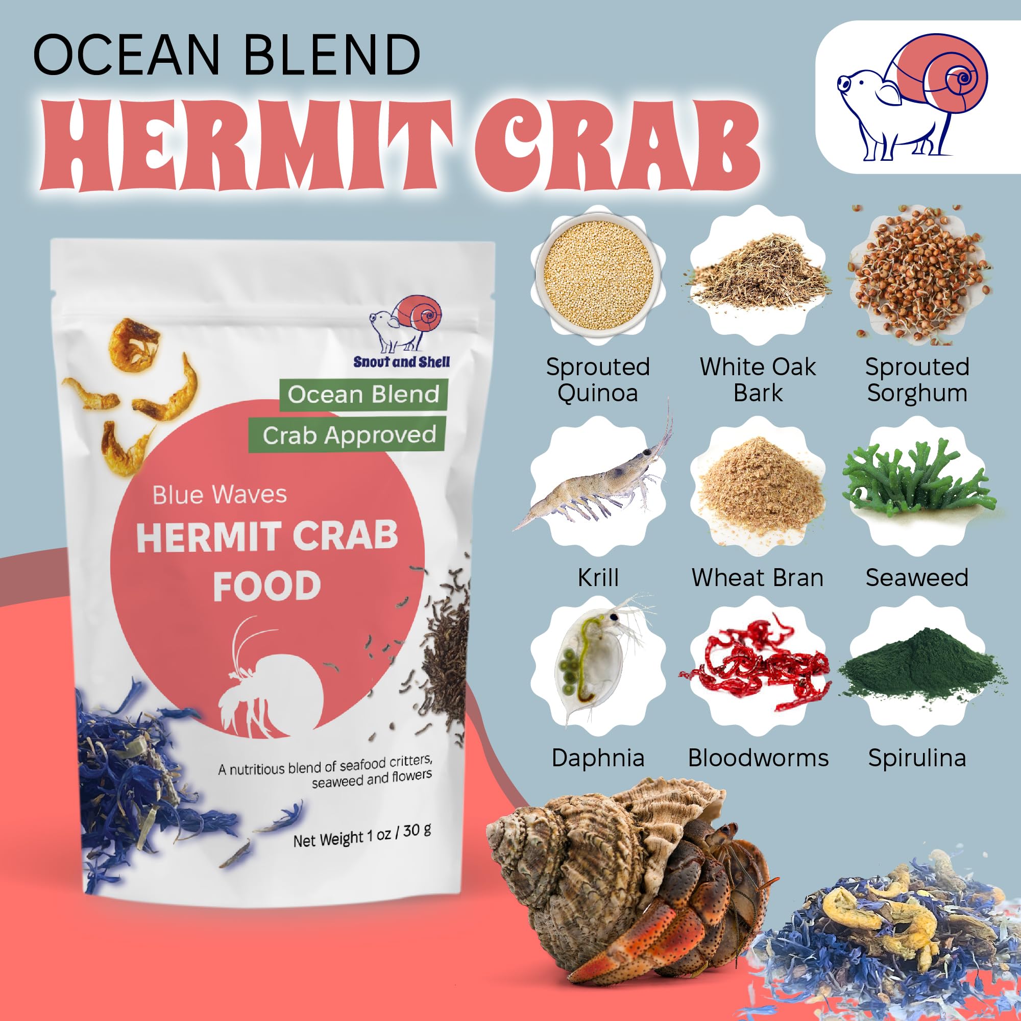 Crabe ermite en train de manger le mélange nutritif Snout and Shell.