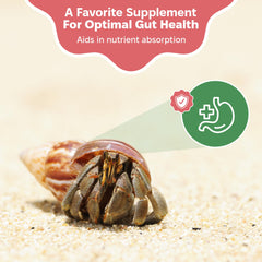 Crabe hermite dans son habitat dégustant l’alimentation biologique Snout and Shell.