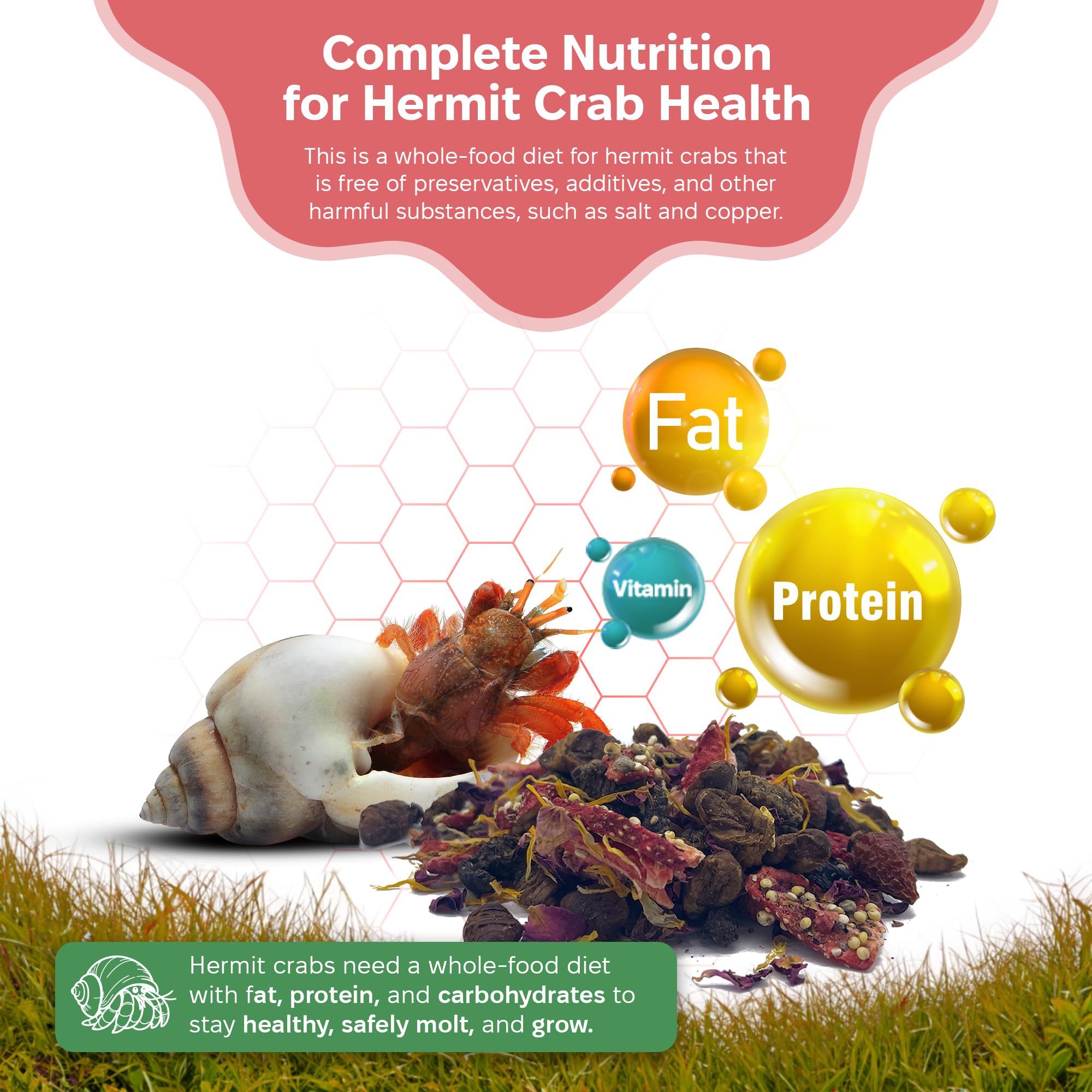 Snout and Shell – grains germés fournissant énergie pour les mues.