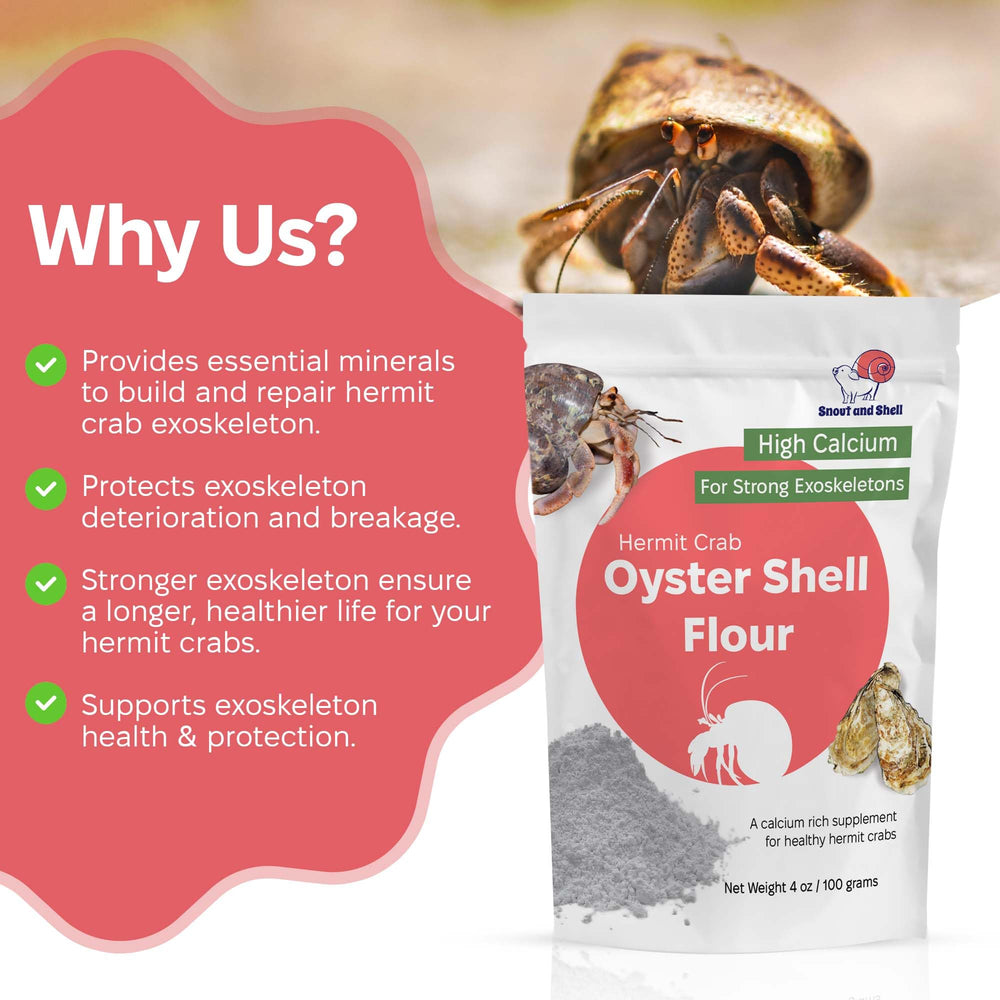 Snout and Shell: poudre pure de coquille d’huître pour la santé de la carapace