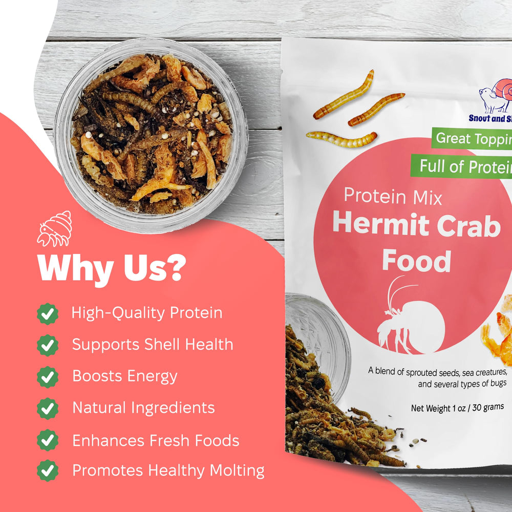 Snout and Shell Protein Mix Hermit Crab Food scène d'alimentation, crabe ermite explorant les aliments
