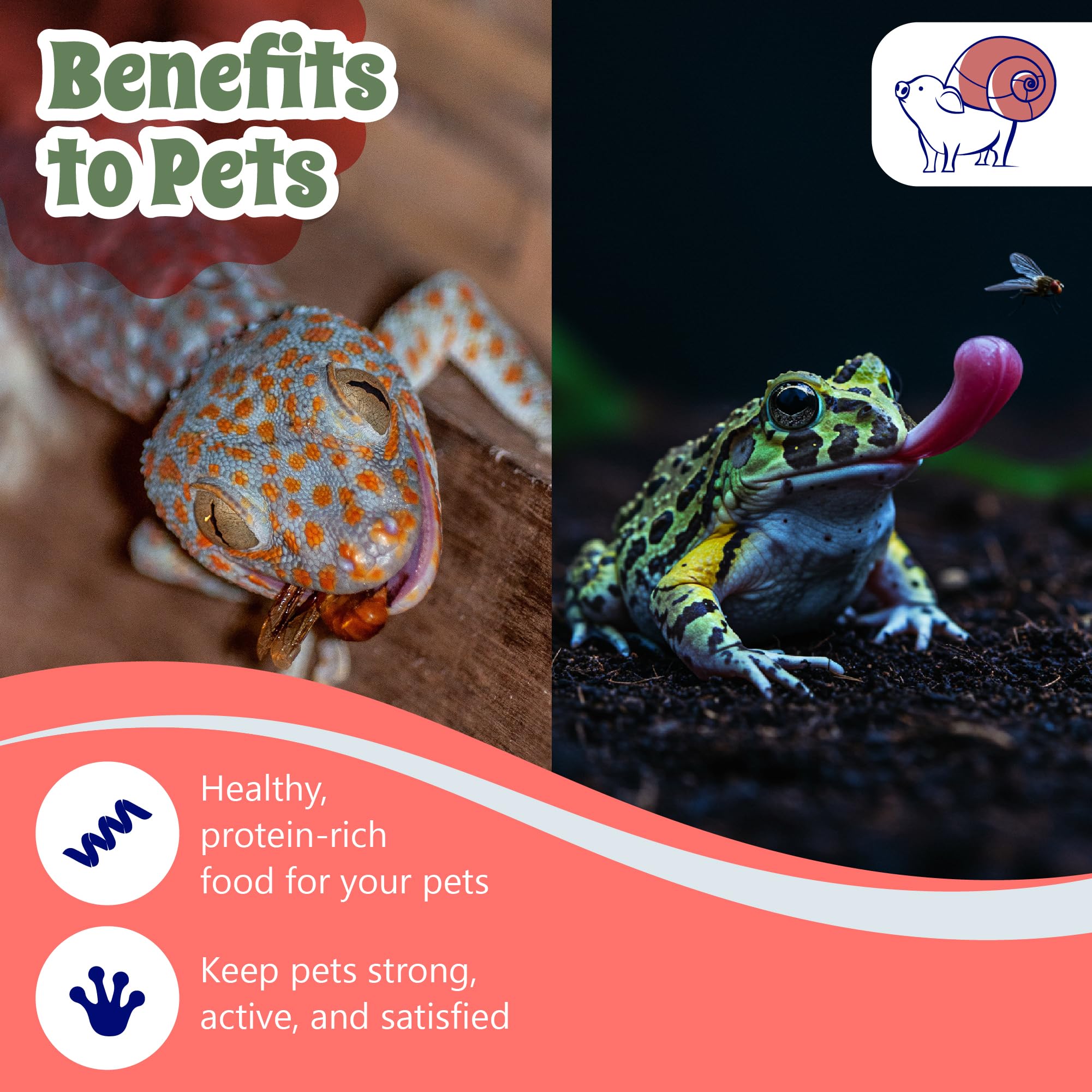 Élevage d'insectes facilité avec Snout et Coquille