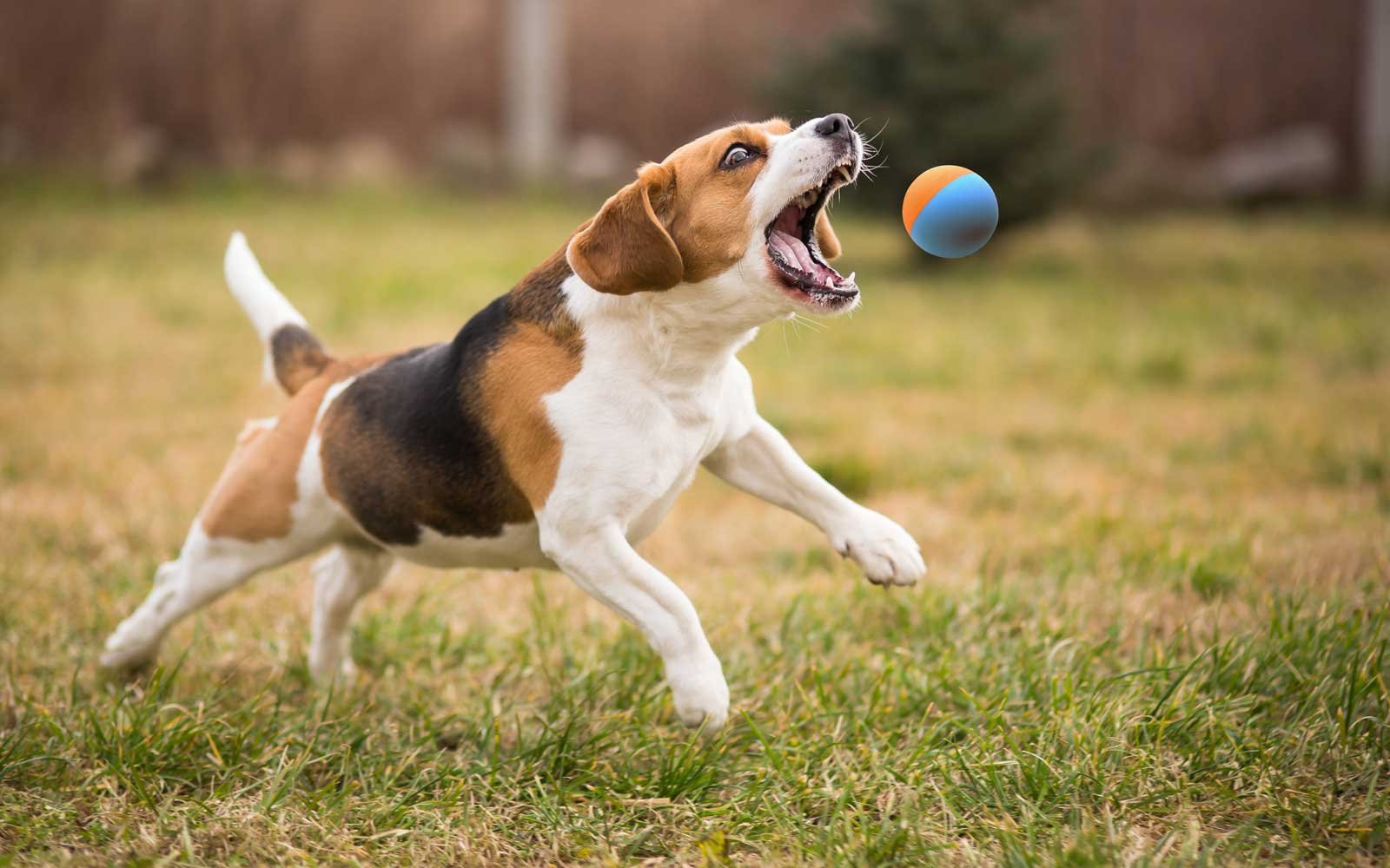 Balles Snug en caoutchouc pour chien – vue arrière, durable et sans BPA.