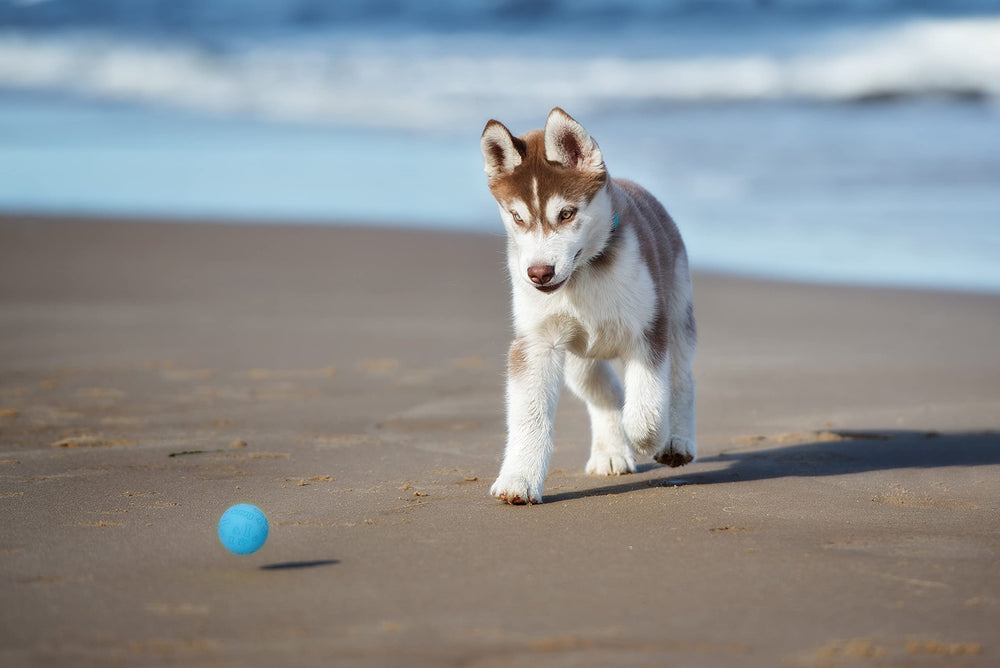 Balles Snug sans BPA, jeu sûr pour les chiens.