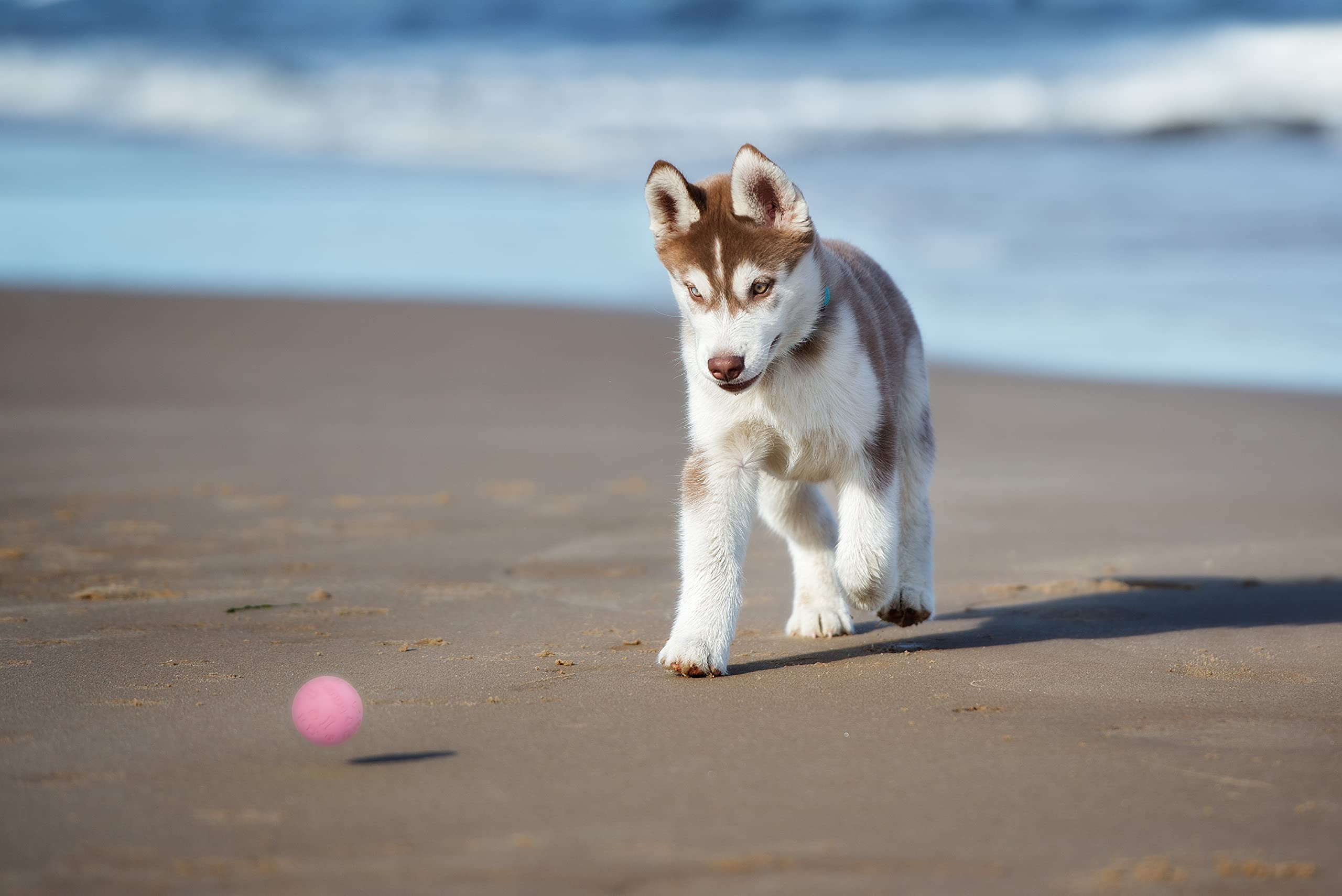 Snug balles en caoutchouc pour chiens, adaptées à la piscine et au plein air.