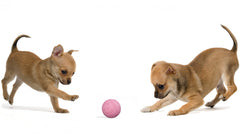 Snug balles en caoutchouc multicolores pour chiens, durables et simples à entretenir.