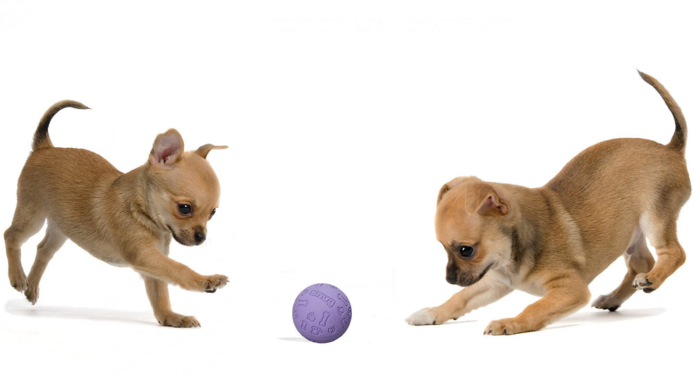 Snug balles en caoutchouc pour chiens, pack de trois, idéal pour le jardin.