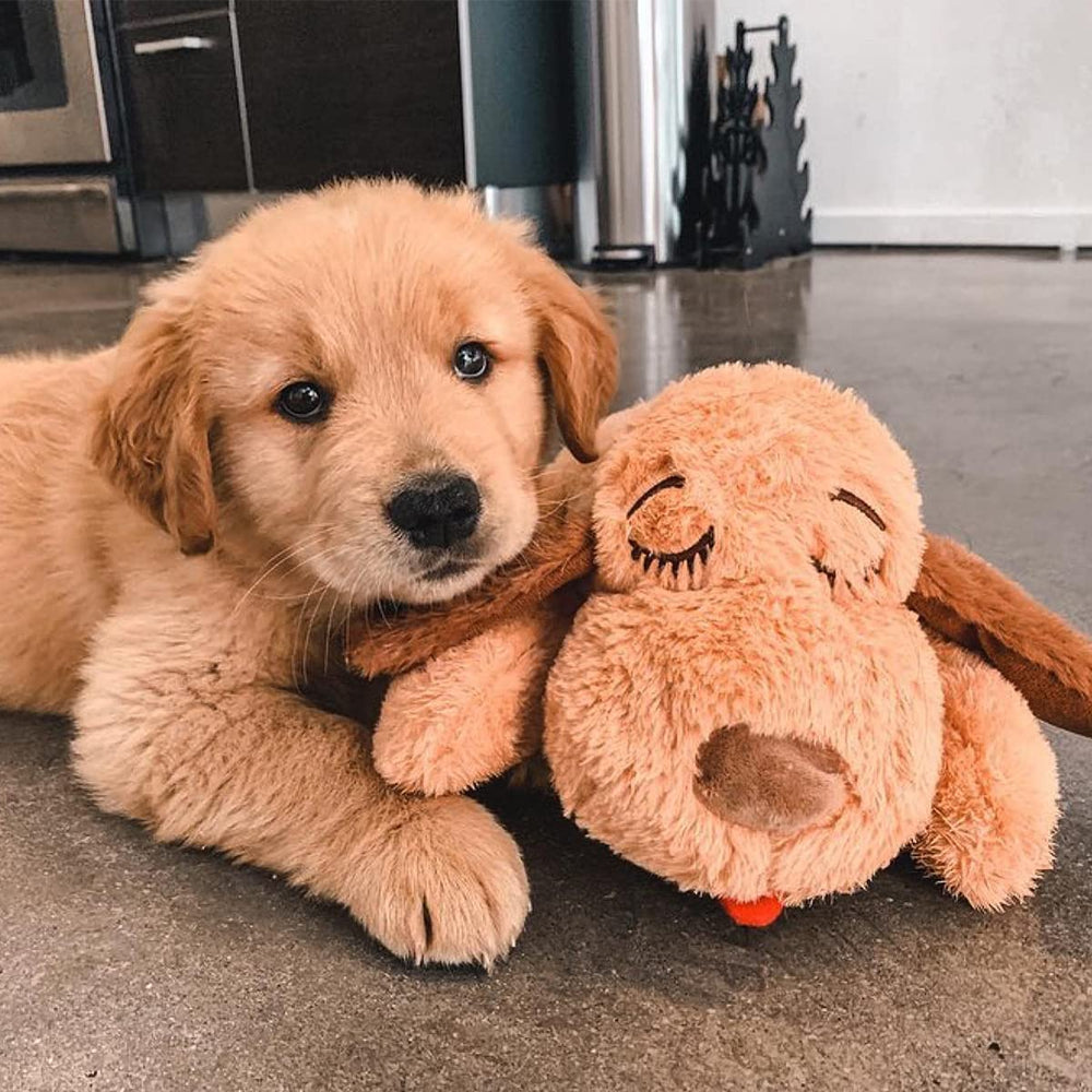 Snuggle Puppy: 3 packs chauffants pour réchauffer et réconforter le chiot.
