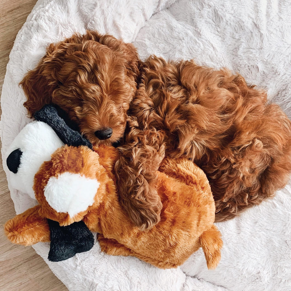 Autonomie jusqu’à deux semaines pour Snuggle Puppy.