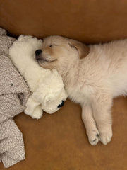Snuggle Puppy activation par mouvement pour un câlin rassurant