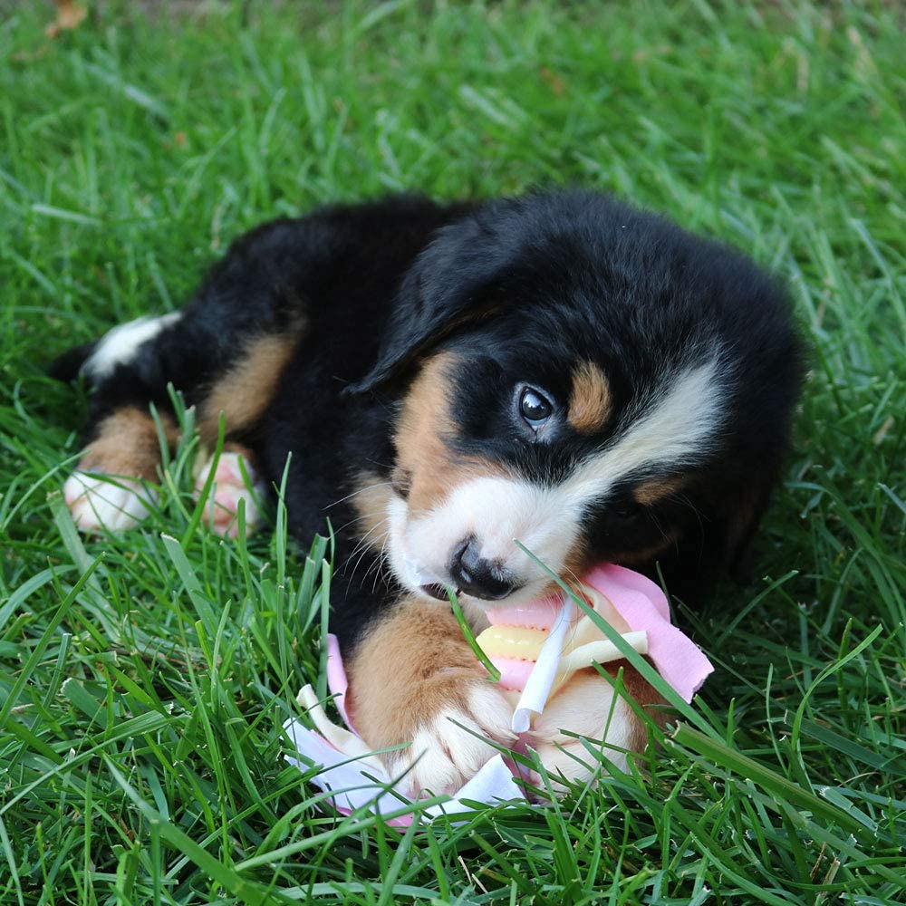 Snuggle Puppy emballage original: presentation claire du kit pour nouveaux proprietaires