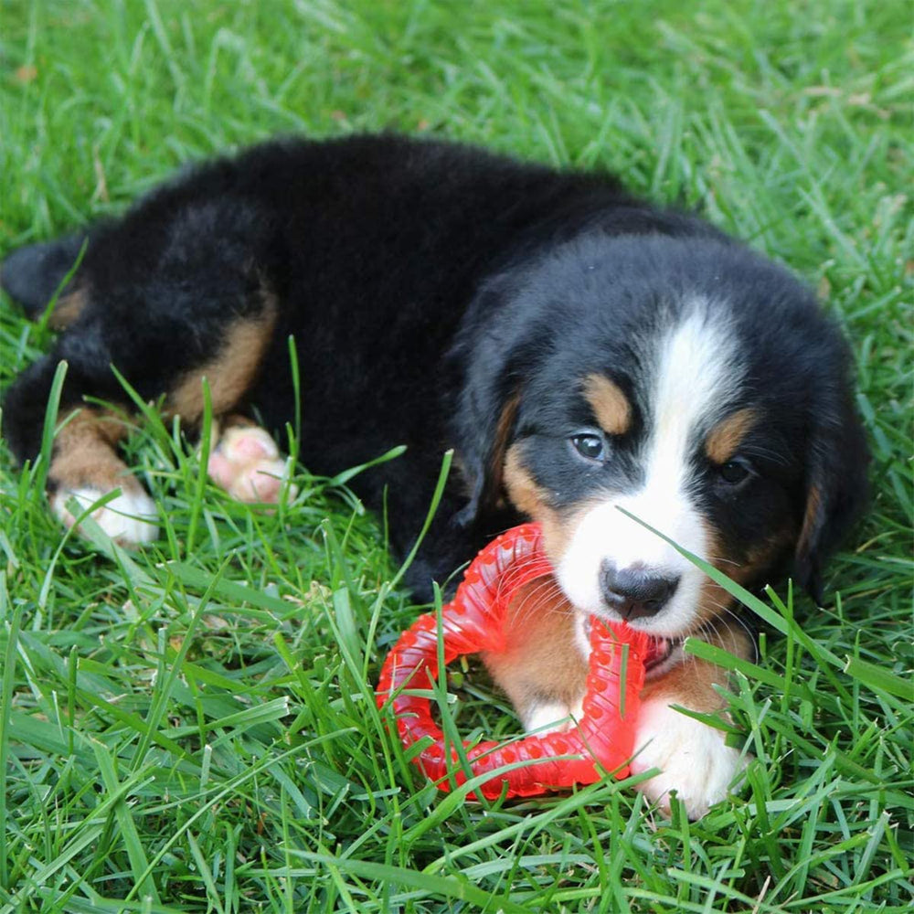 Kit Snuggle Puppy favorise repos et apaisement du chiot.