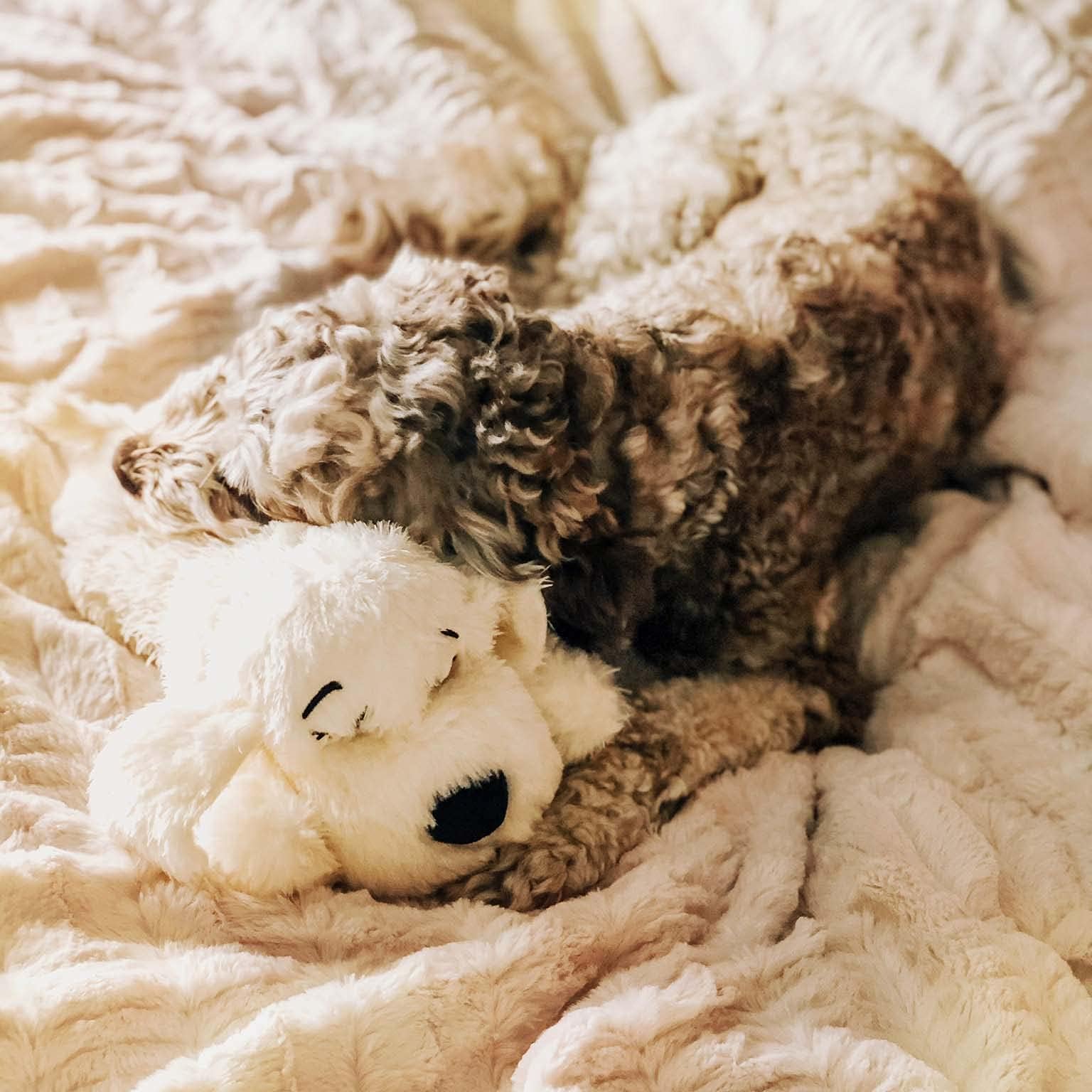 Service client basé aux États‑Unis et garantie de satisfaction pour Snuggle Puppy.