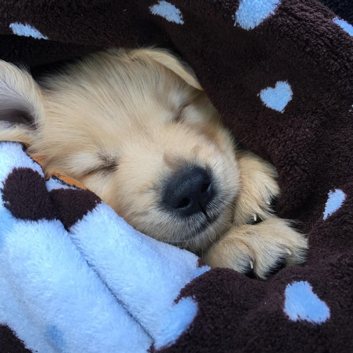 Snuggle Puppy jouet dentition, soulage les gencives des chiots.