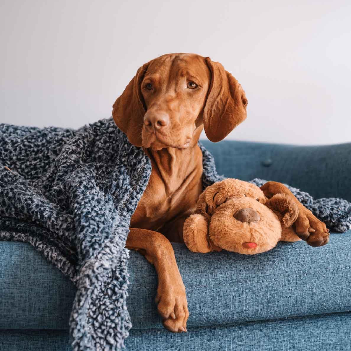 Snuggle Puppy – packs chauffants apportant chaleur rassurante.