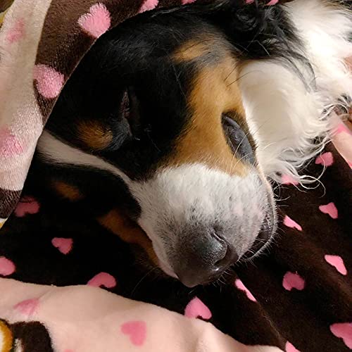 Snuggle Puppy packs thermiques: trois sources de chaleur pour reconfort